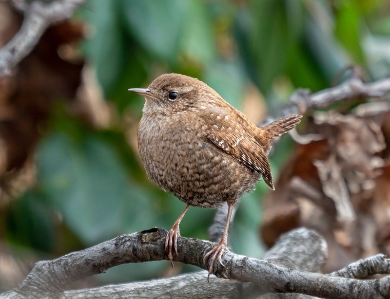 Winter Wren in Prospect Park by Rhododendrites is licensed under CC BY-SA 4.0.